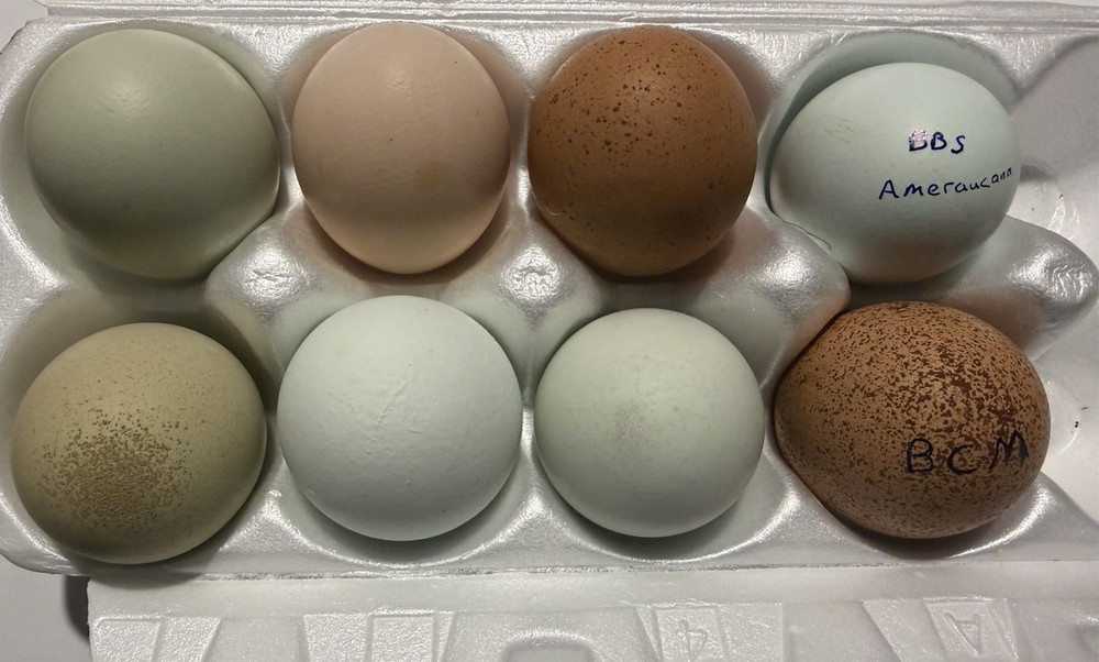 6+2  Rainbow Hatching Eggs Easter Egger Olive Egger Ameraucana Marans Priority S