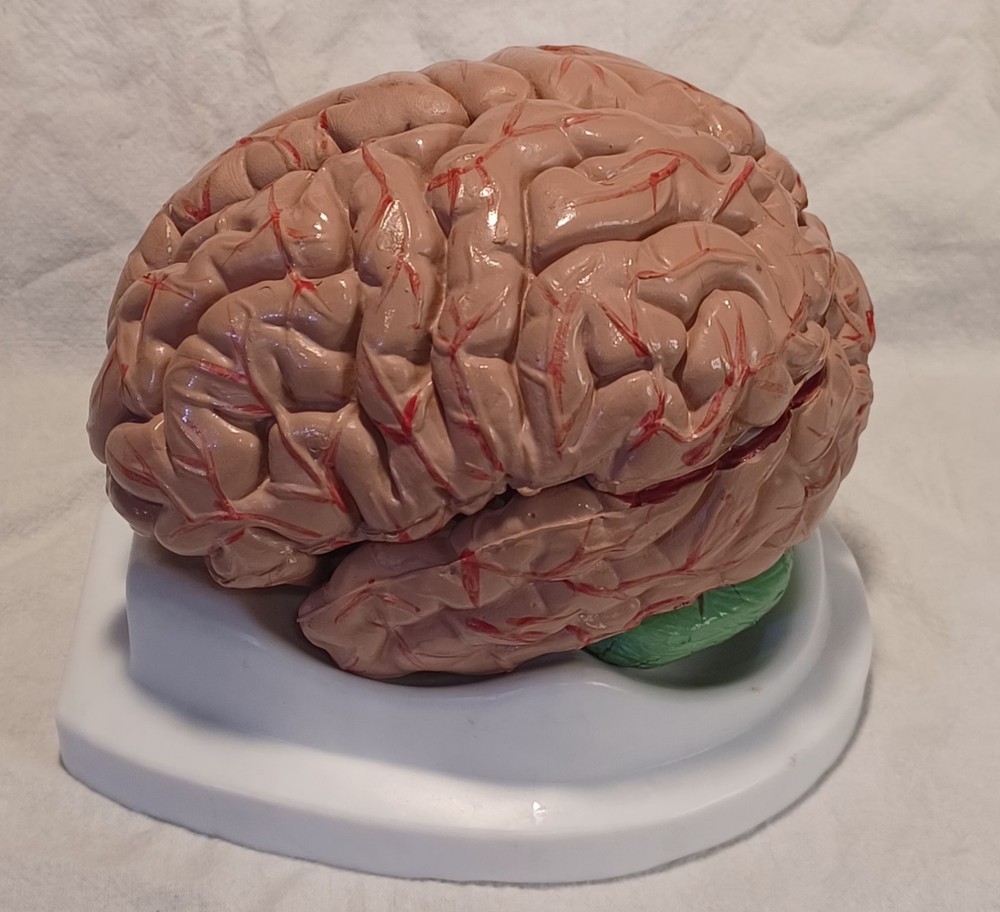 Human Brain Anatomically Sized Model Teaching Study Display Medical Science   -Z