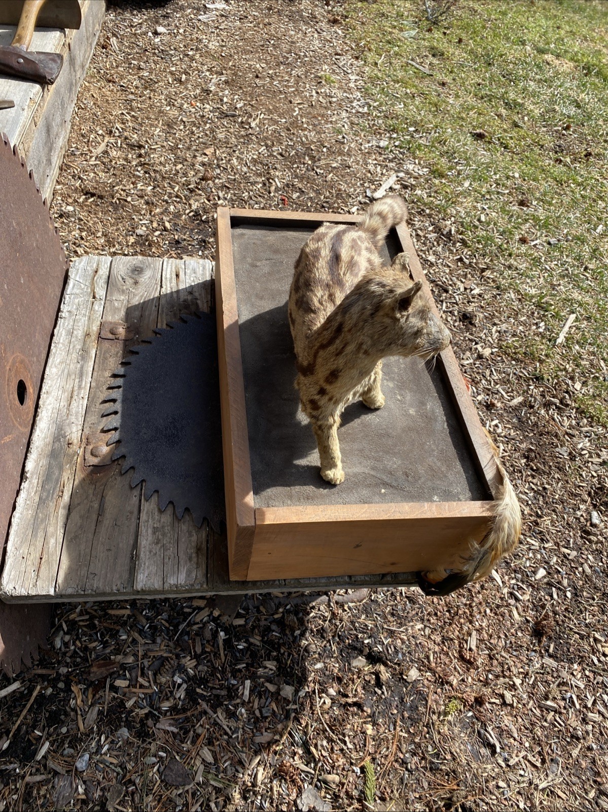 Super Cool African Genet Cat Standing Mount Taxidermy Exotic Decor