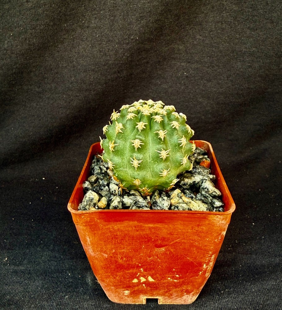 Pygmaeocereus bieblii, cactus plant