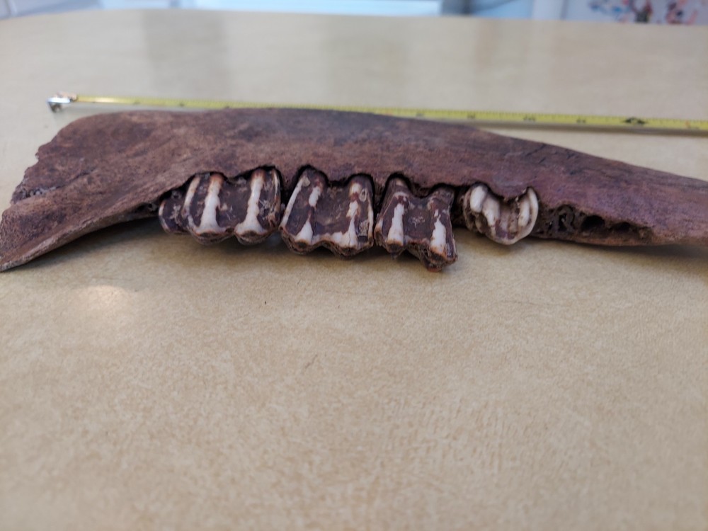 Bison Partial Jaw Bone Fossil with 3 Teeth 12"