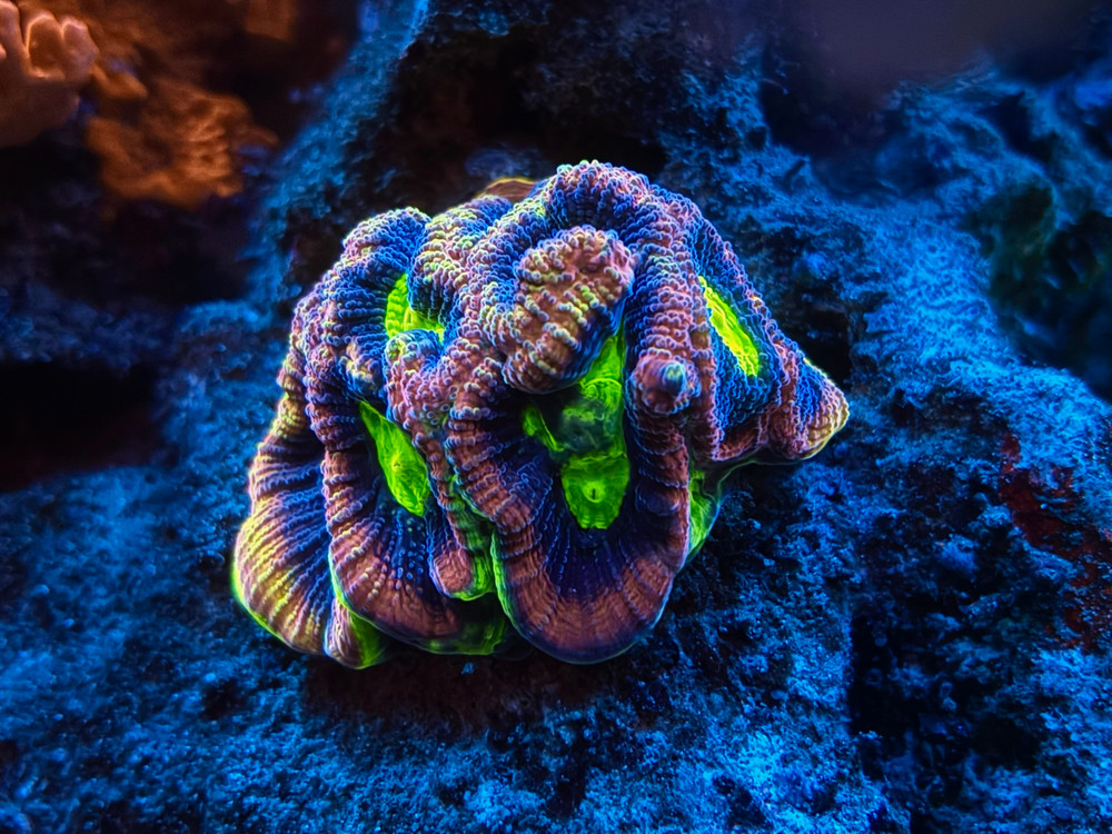 Complete Trace System - 4 part - 1000 mL- Major and Minor Trace Elements