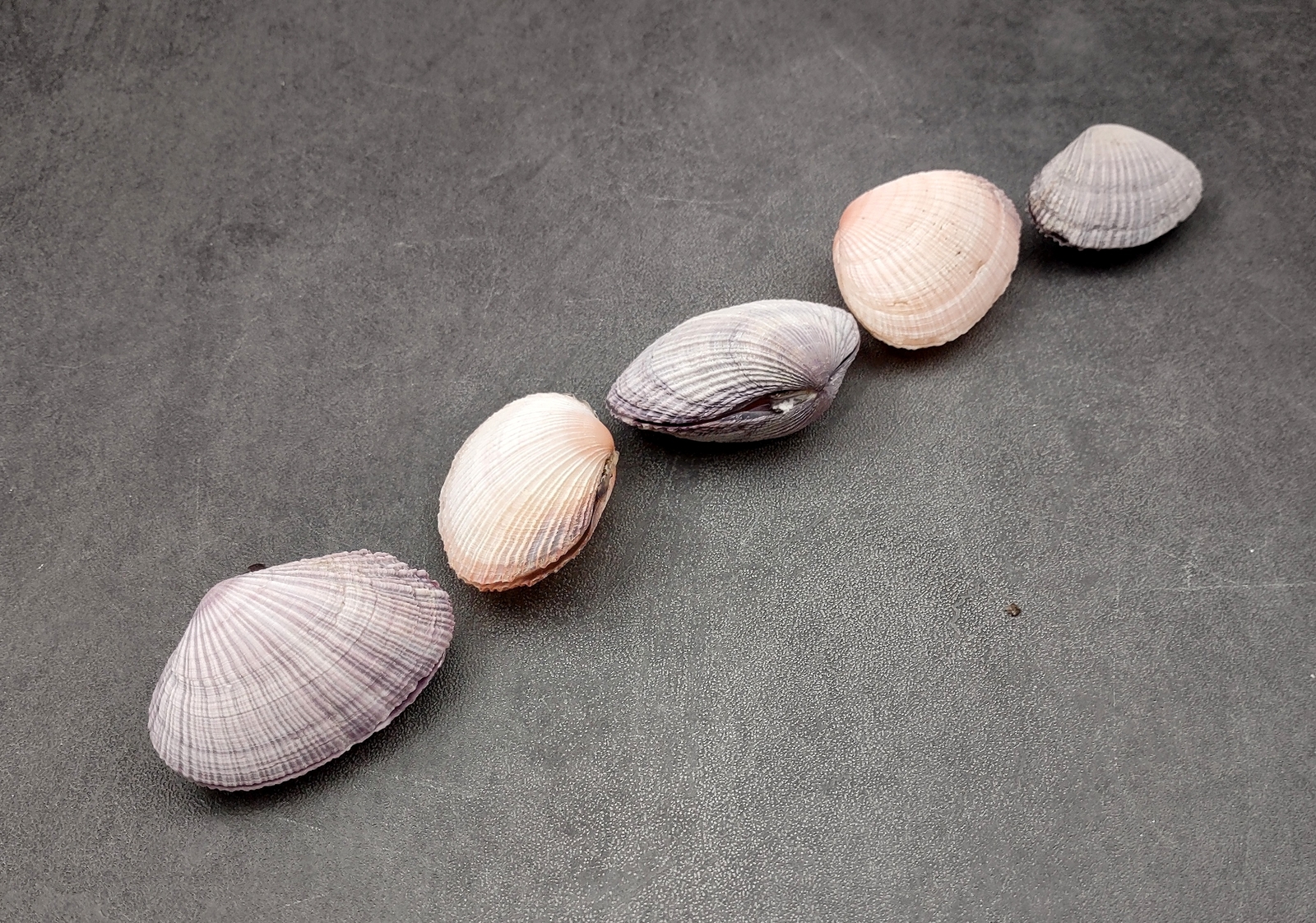Pacific Clam Seashell Pairs Purple Tan Brown (5 Shell pairs approx. 1.5+ inches)