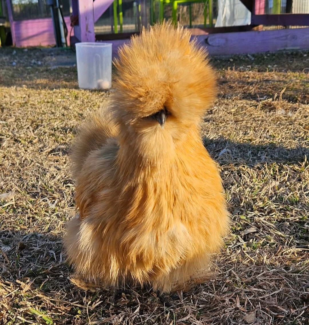 12+ Silkie, Satin, Frizzle Show Quality Hatching Eggs, NPIP Cert