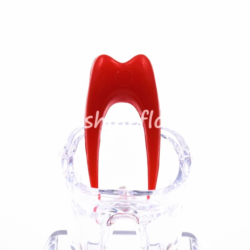 2X Dental Crystal Base Teeth Model Hard Plastic Teaching Demonstration Separable