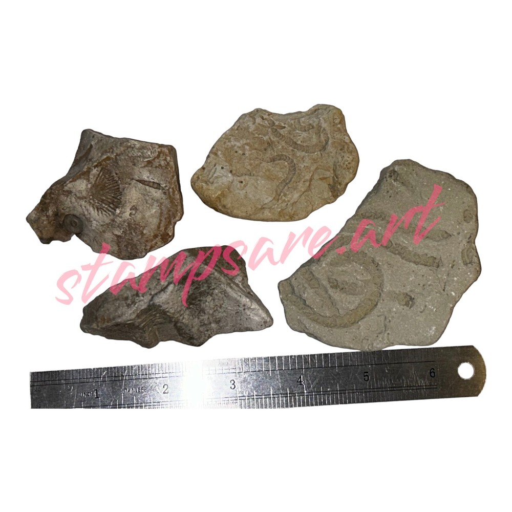 Four Imprint Fossils