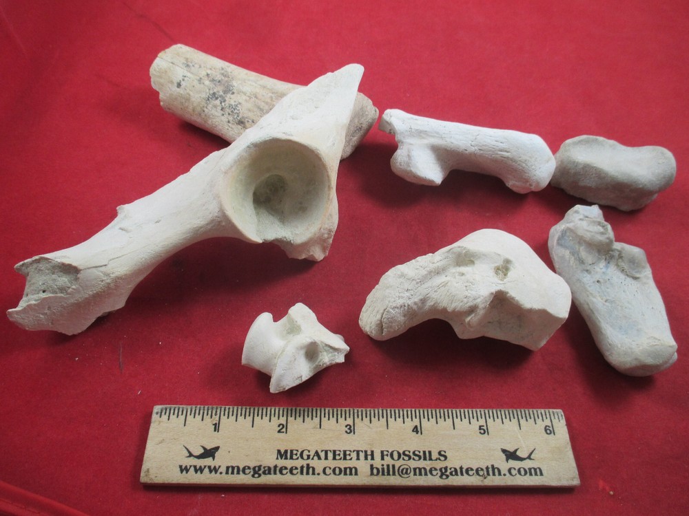 Nebraska Badlands Fossils  Mixed Bones Hip Socket , and more