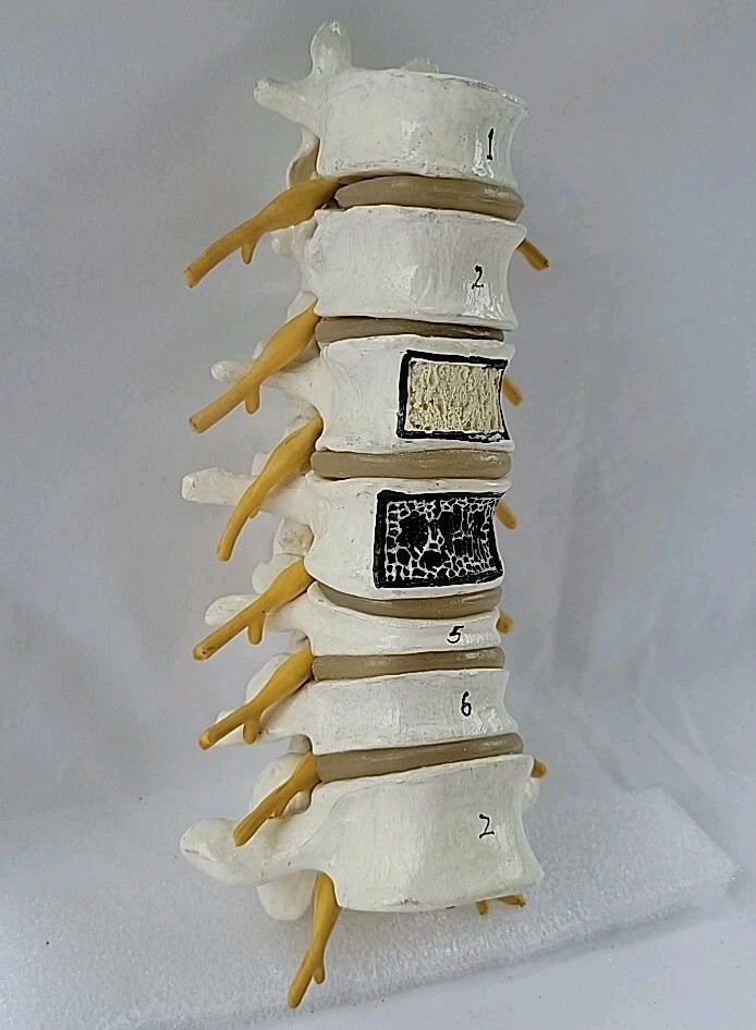 Lumbar Vertebral Spine Model Human Lumbar Educational Teaching Tool 8"
