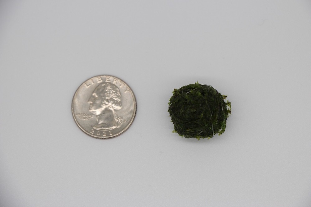 Sinking Java Moss Balls Live Aquarium Paludarium Plant Decoration