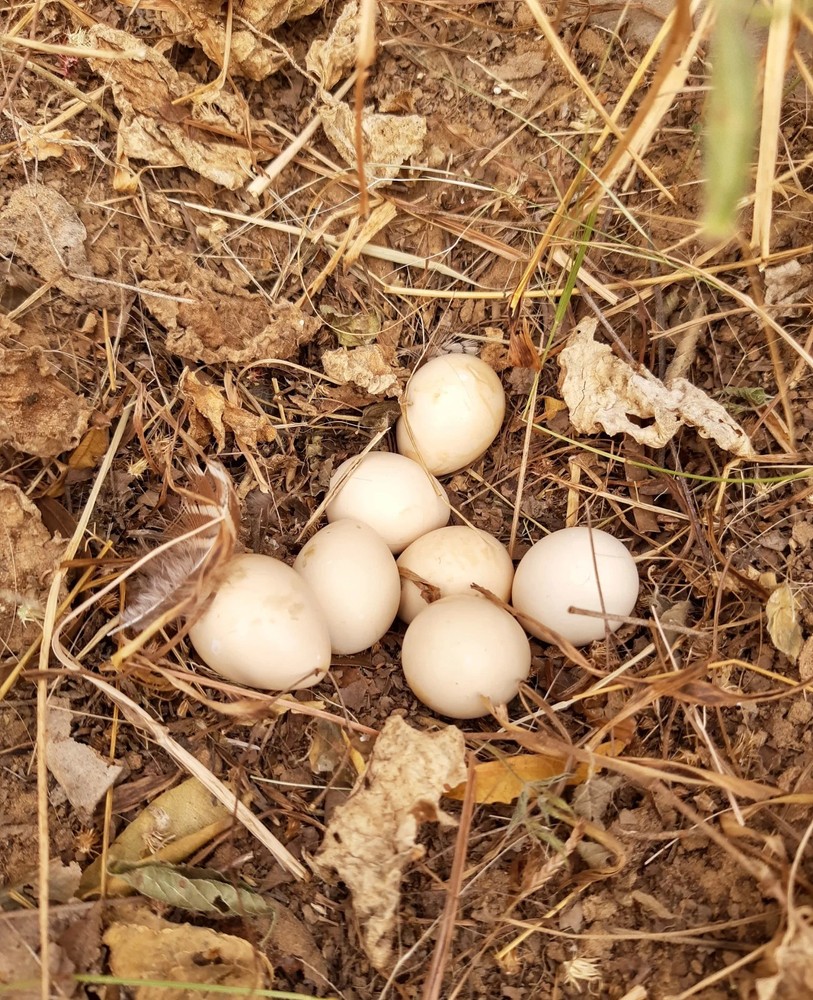 12 Fresh Duck Eggs Organic For Eating