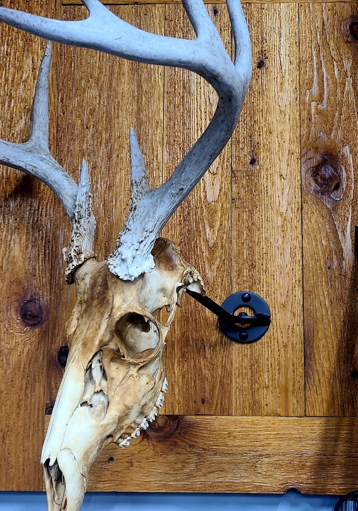 European Skull Mount Swivel Bracket