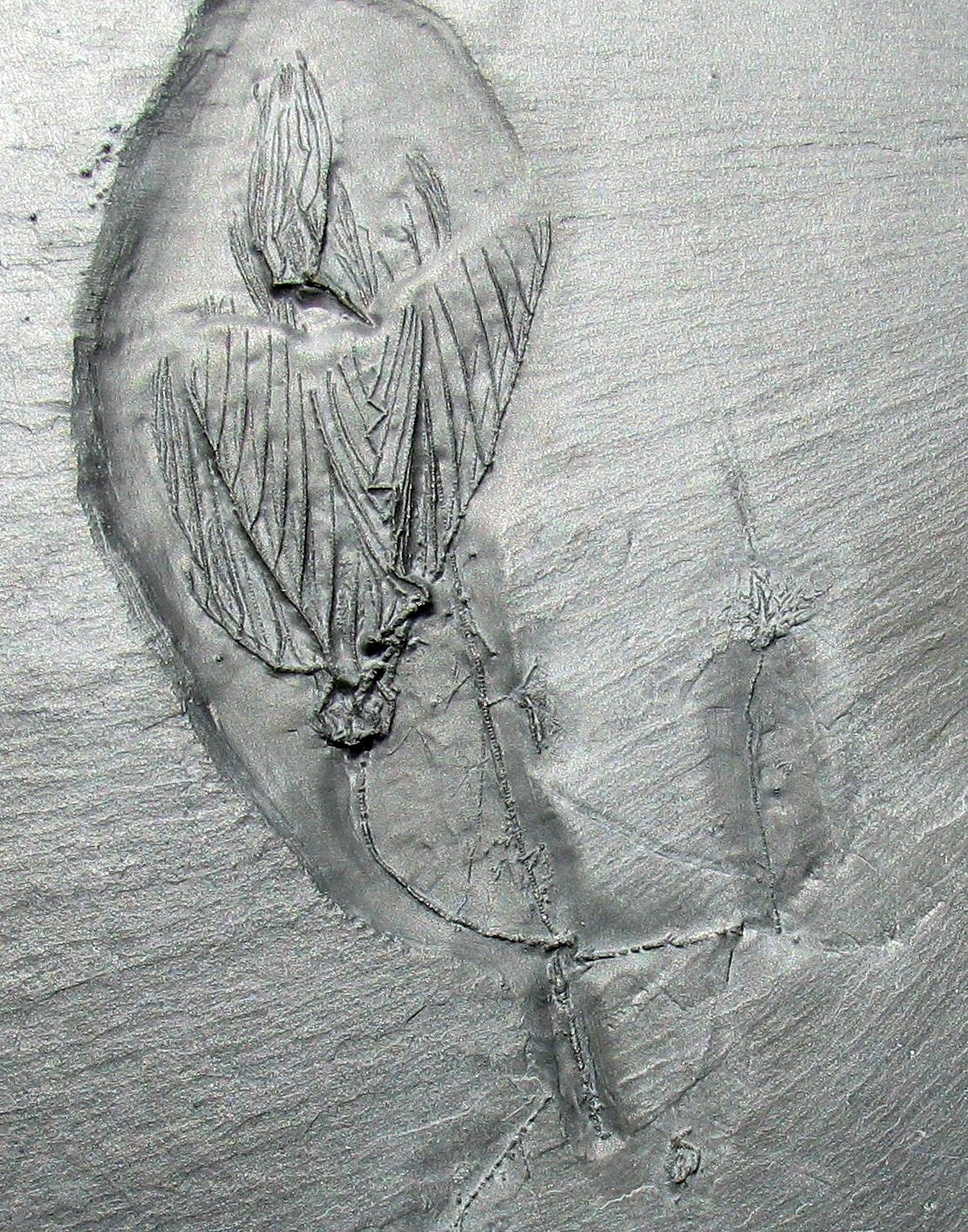 EXTREMELY RARE BUNDENBACH MULTIPLE CRINOID FOSSIL PLATE - THREE DIFFERENT TYPES!