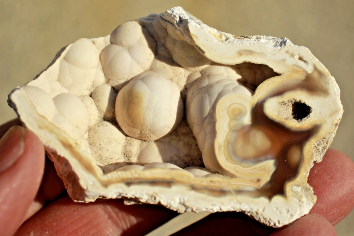 Polished Tampa Bay Fossil Coral Half • 3.0" Long/1.9 oz.