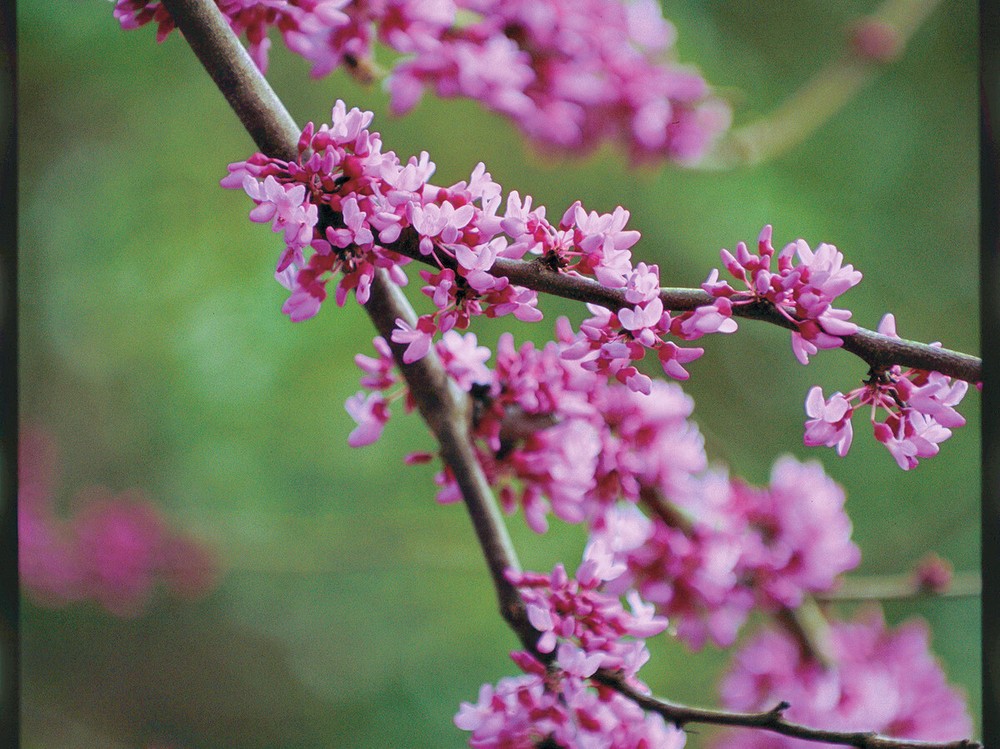 Eastern Redbud Tree ( Cercis ) - Live Plant - ( 1 QT )