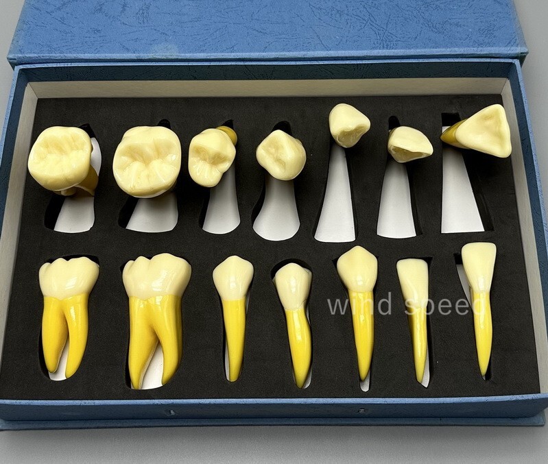 4 Times Extracted Permanent Teeth anatomy model Lab anatomical Study model T-D10