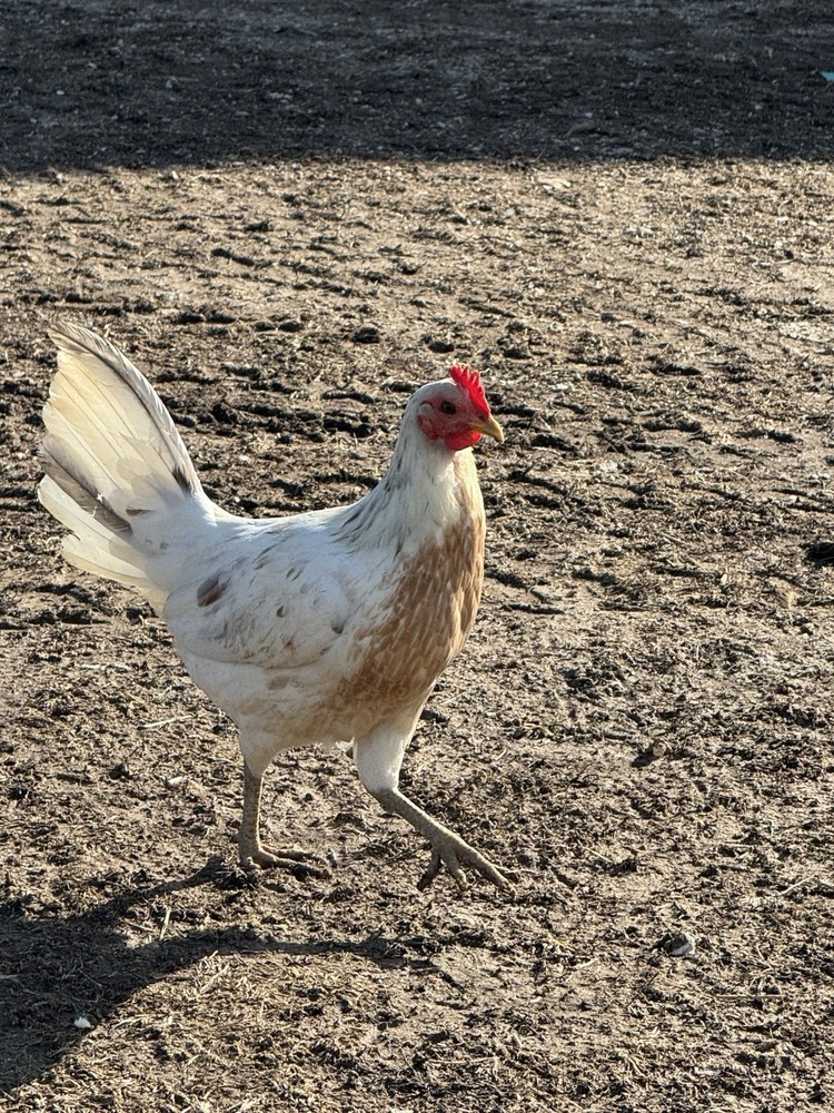12+ Chicken Hatching Eggs
