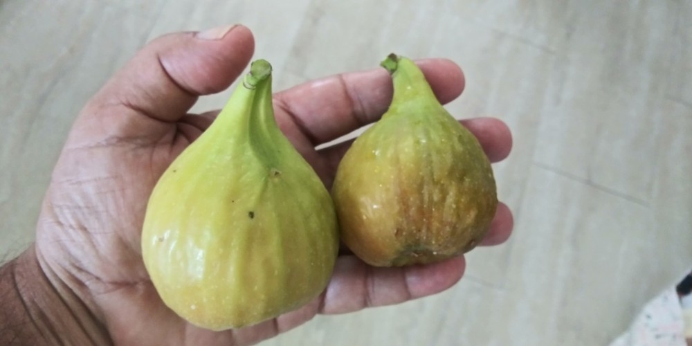 WHITE MADEIRA FIG TREE - 1 Bare root 2 years old