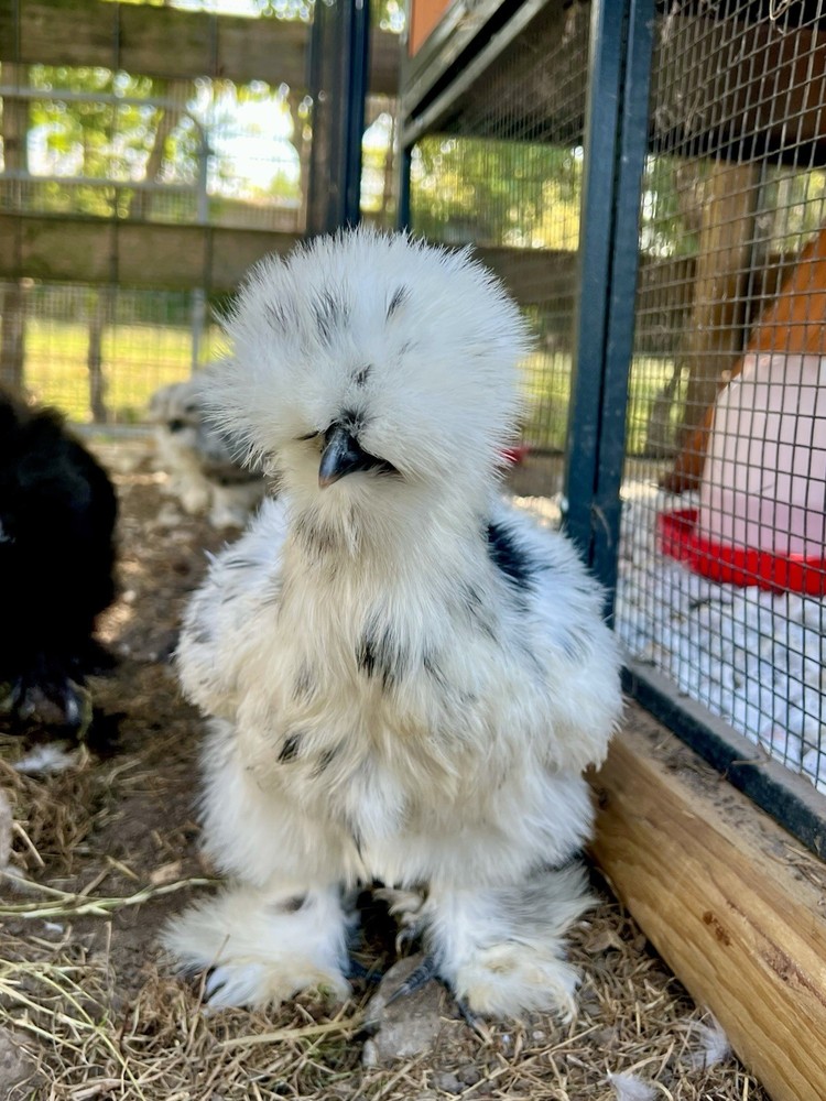 12 RARE Hens Choice Hatching Eggs NPIP