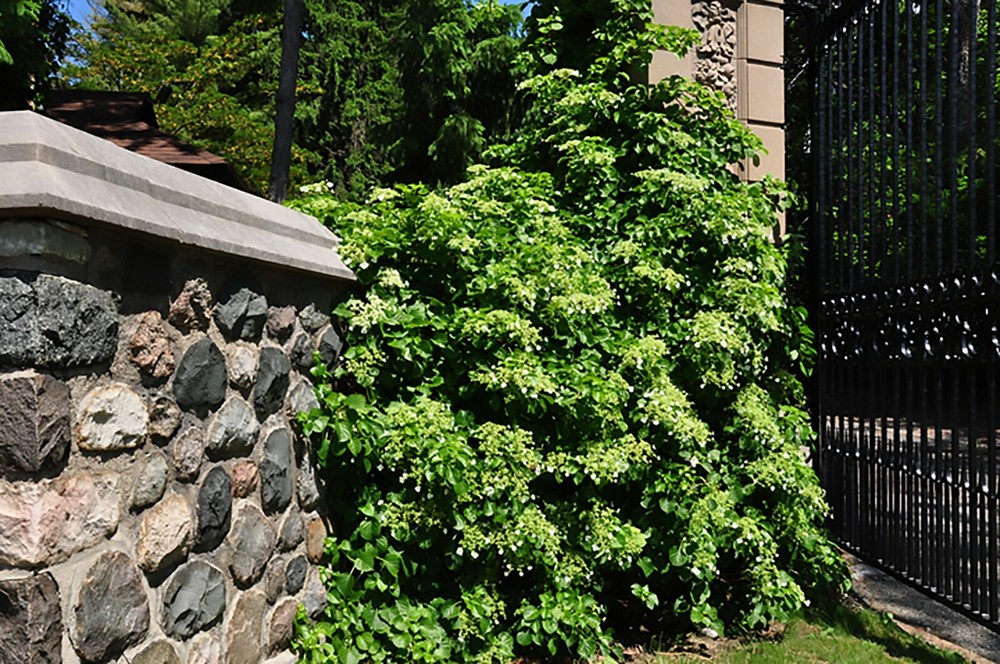 Climbing Hydrangea, Hydrangea anomala petiolaris, Vine Seeds