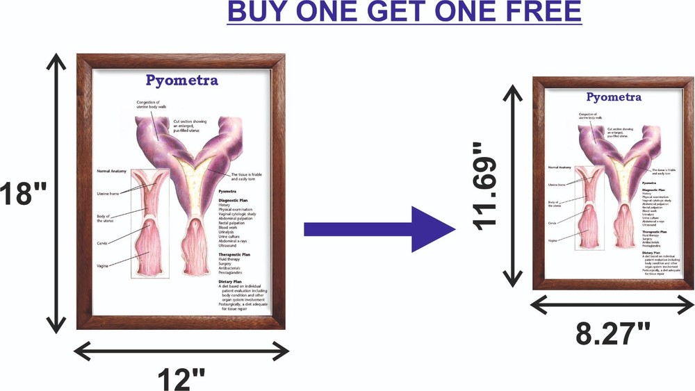 Pyometra Chart 12x18 inches