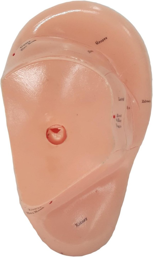 Ear Zone Model/Height 7" (XC-514A)