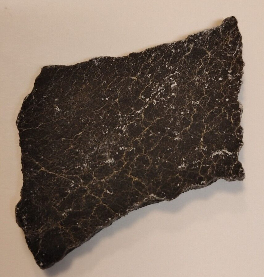 Fossil Algae With Information Sheet