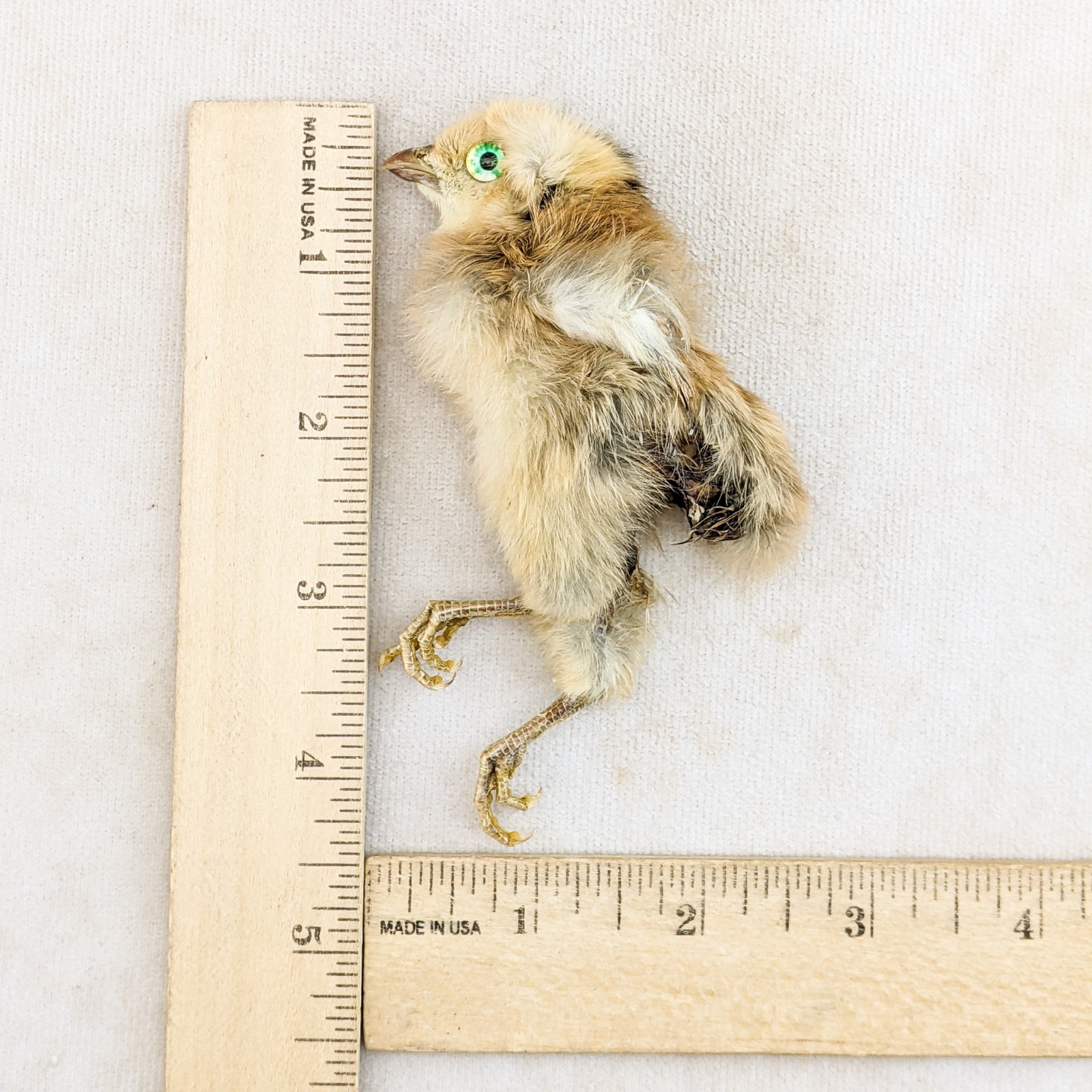 Dancing Chick taxidermy chicken display specimen crafting Oddities decor gift