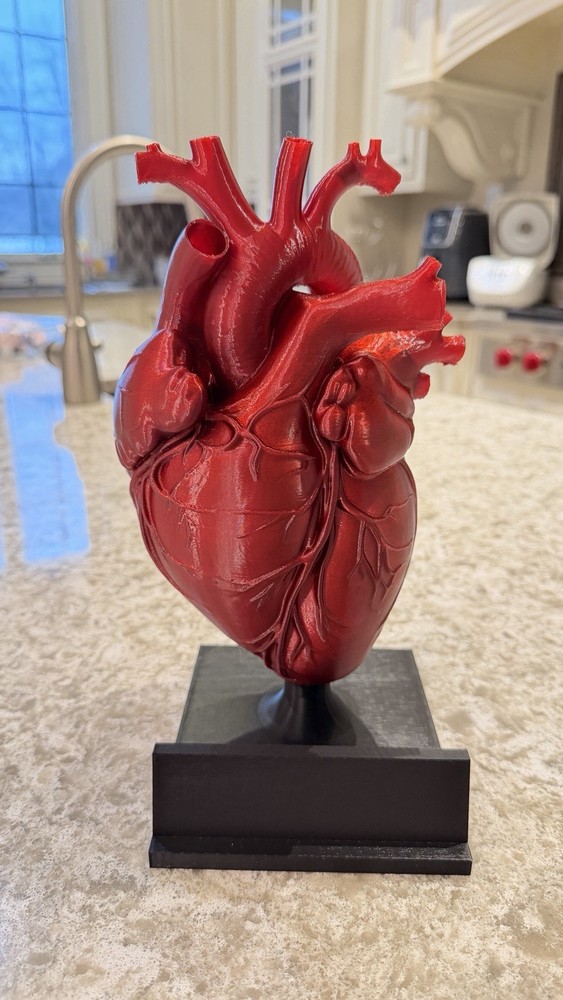 3D printed Anatomical Heart model
