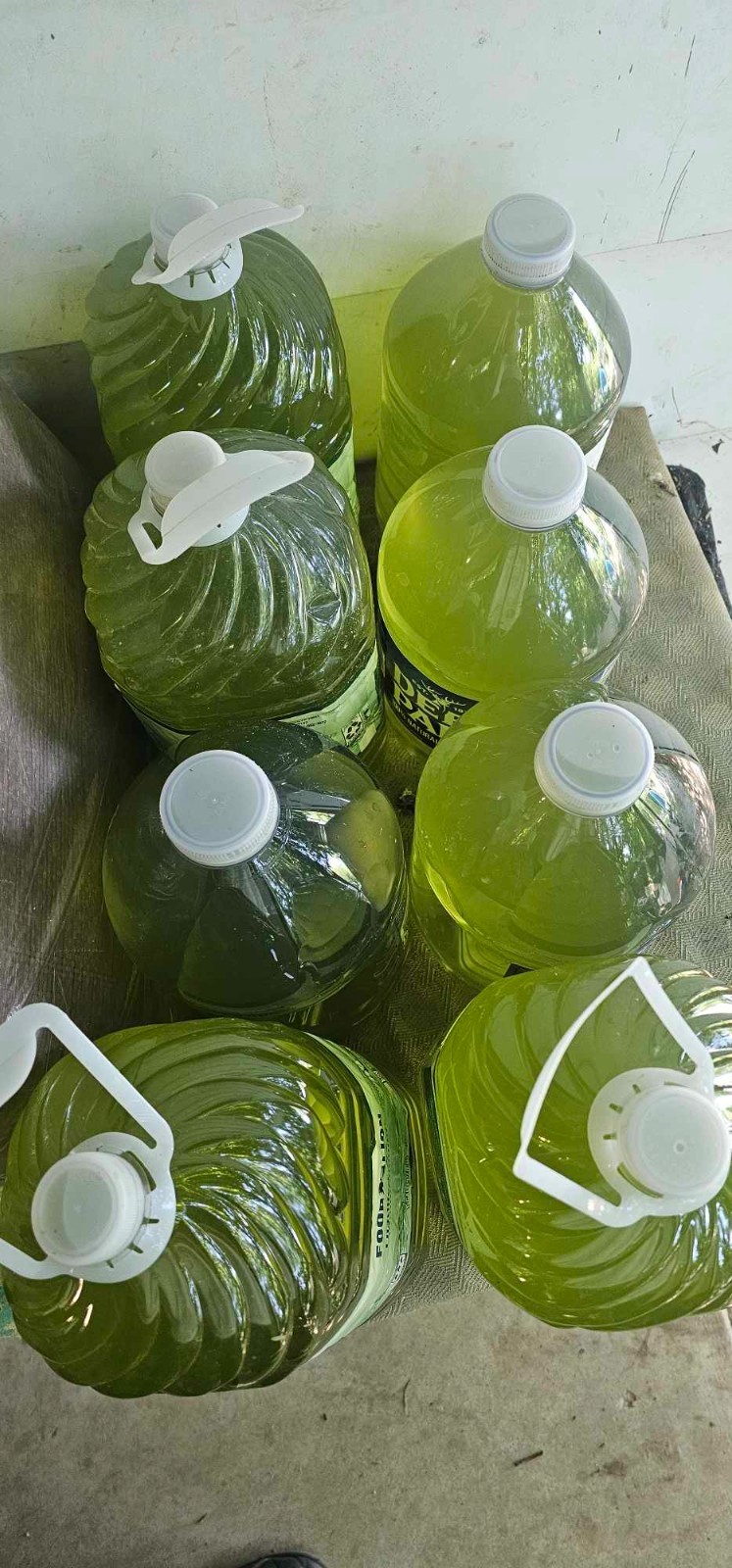 Rich Green Water (chlorella) 13oz Clean indoor cultures. Free Shipping