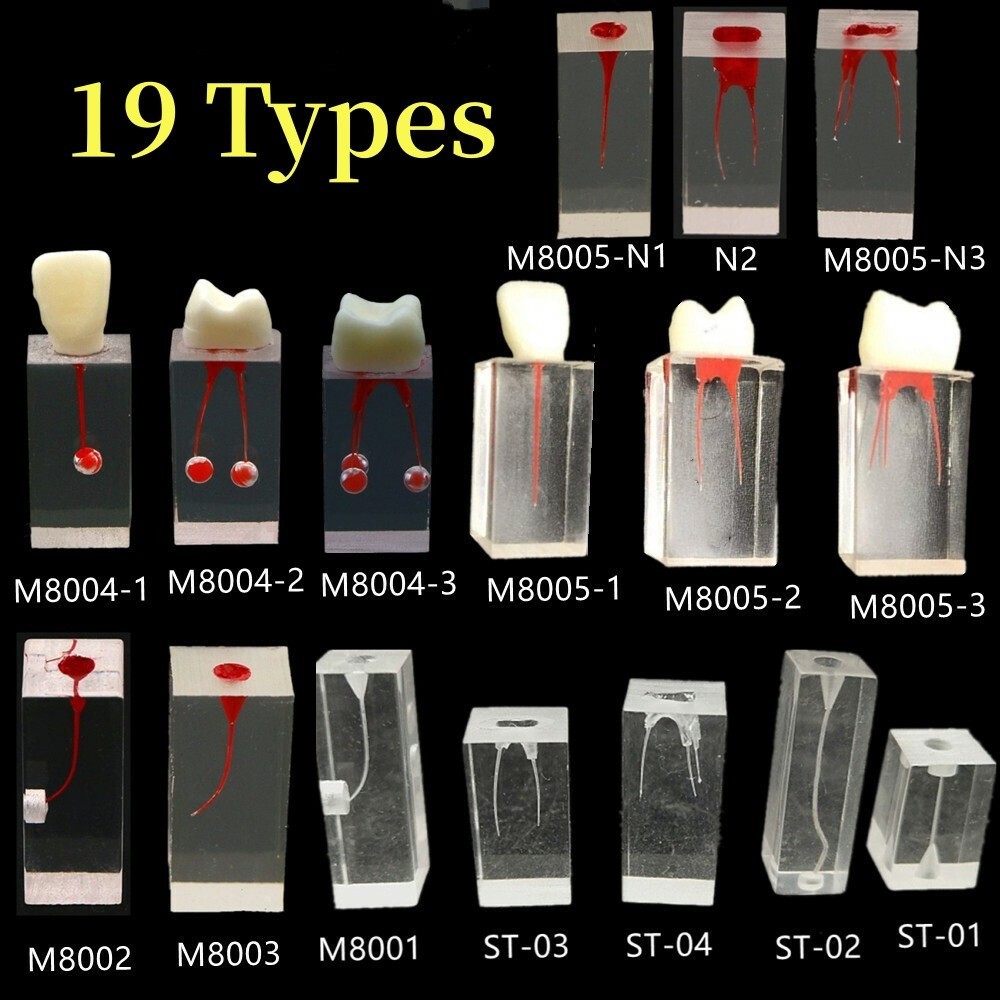 Dental Resin Training Study Endo Root Canal Teeth Model Practice Block RCT Pulp