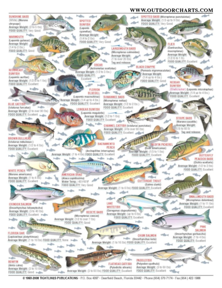 Freshwater Fish Identification #8 (US, CA, & AK) - Waterproof Quick Reference