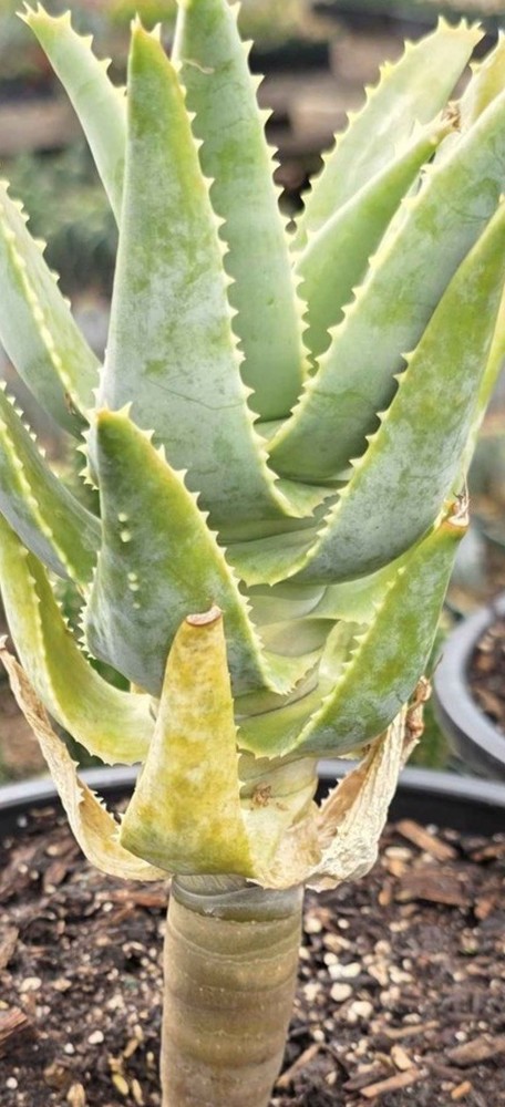 Aloe pillansii