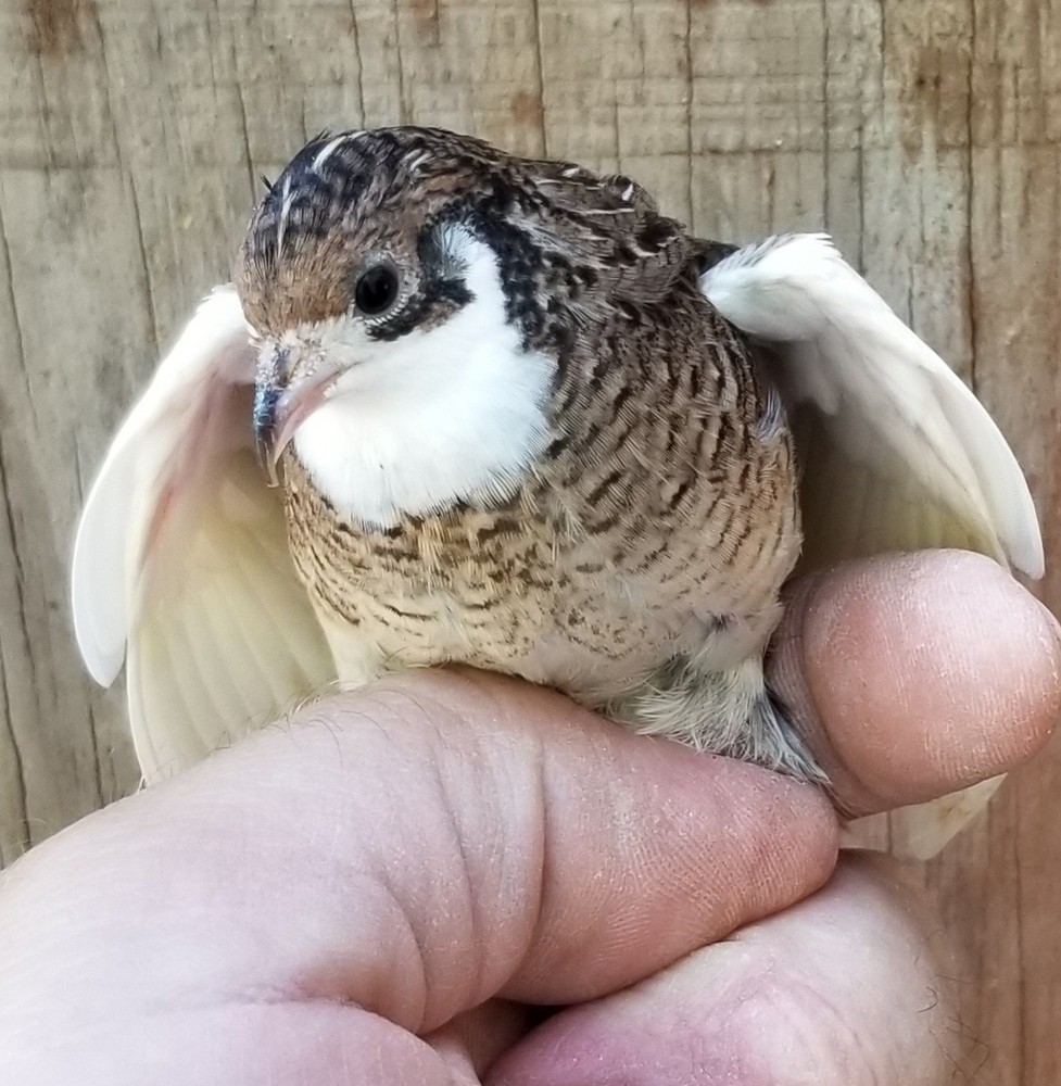 12 Button Quail Hatching Eggs