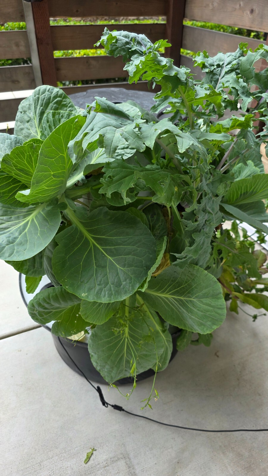 hydroponic vertical tower growing system-2025