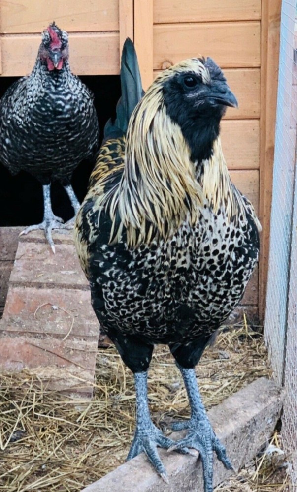 6 FIBRO EASTER / OLIVE EGGER -Fresh & Fertile Chicken Hatching Eggs