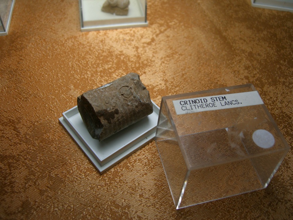 Fossils collection, mesozoic, cretacious, eocen, cased
