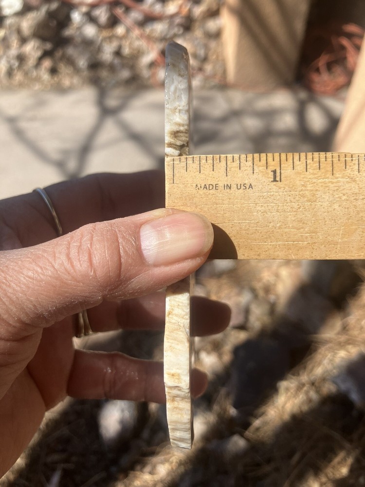 Petrified Wood Slab