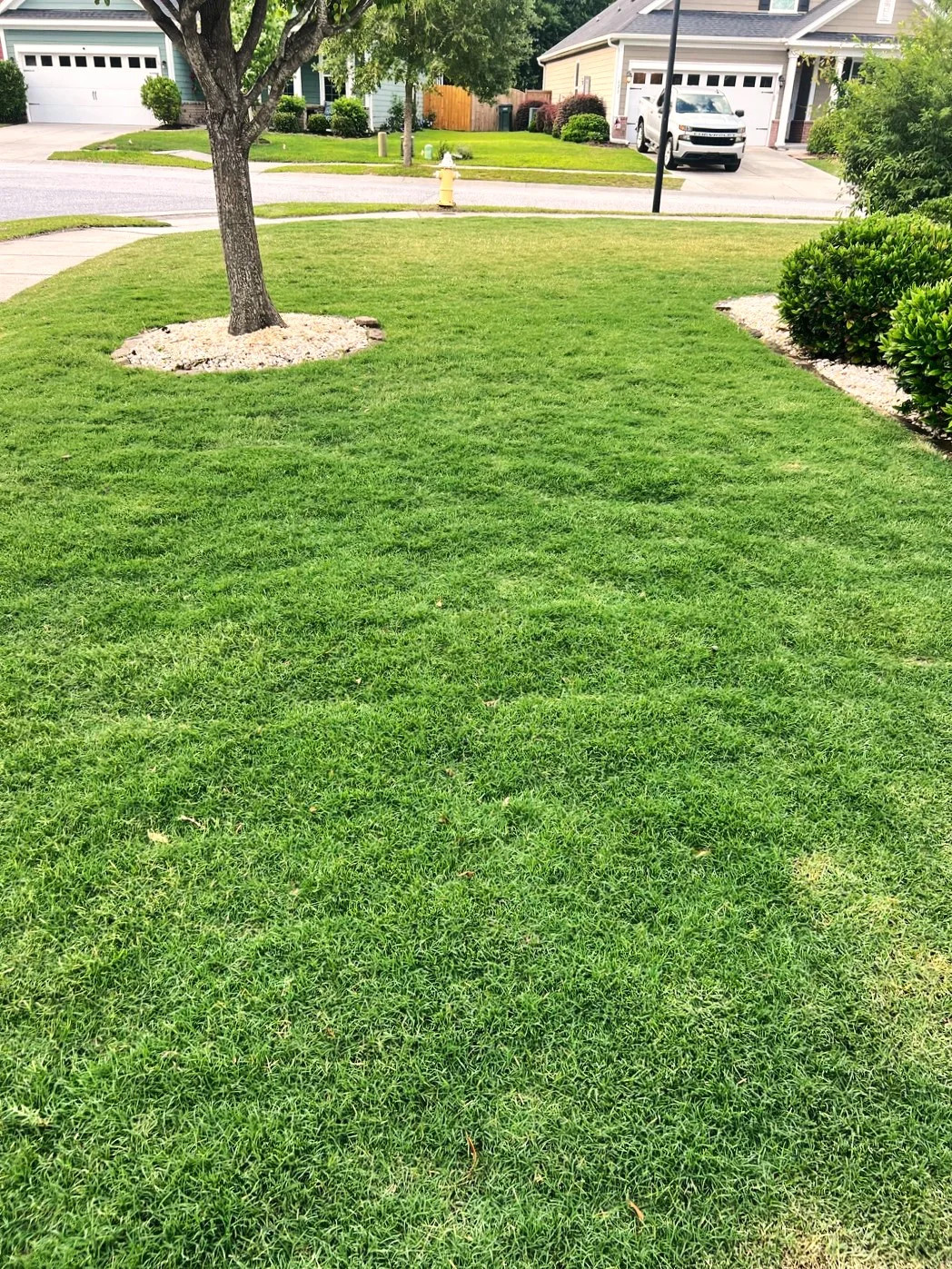 Bermuda Grass, Coated Unhulled Seeds - For 2026 Planting Warm Season