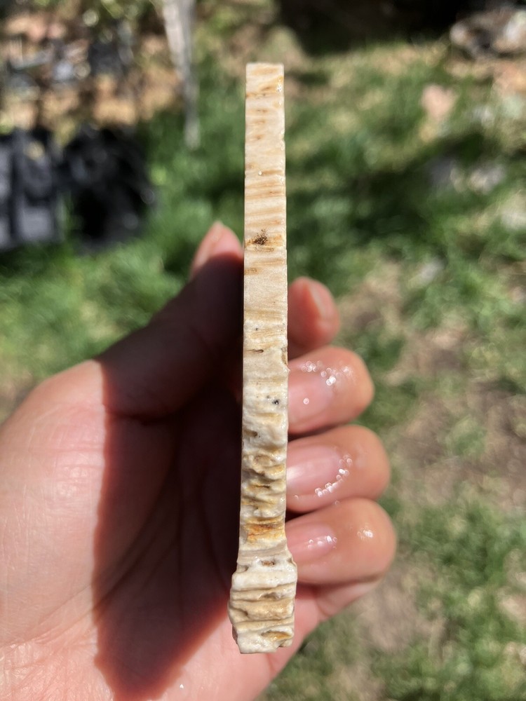 Palm wood slab