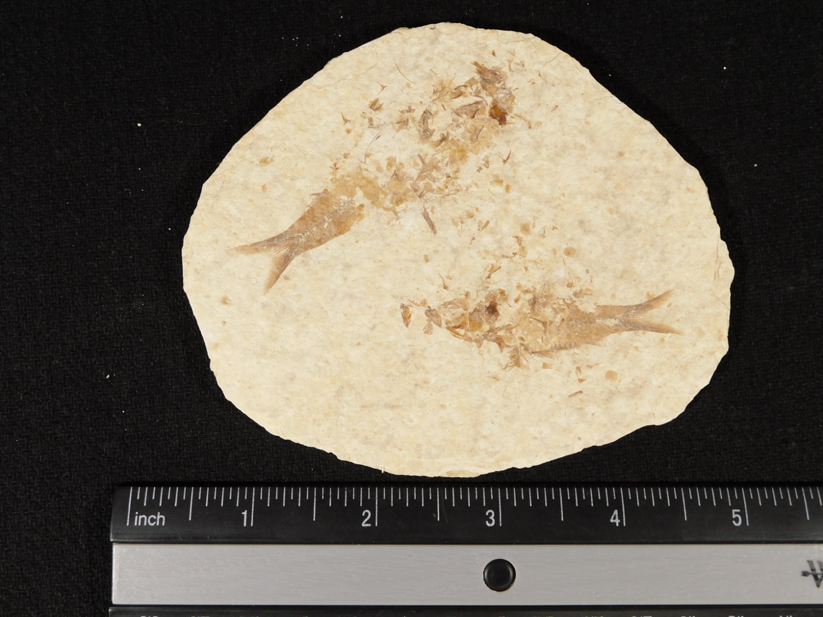 TWO! 50 Million Year Old EXPLODED Knightia Fry FISH Fossils From Wyoming 66.4gr