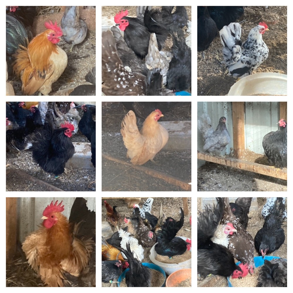 10 Serama Hatching Eggs Micro A and B SPECIAL 10 starting bid