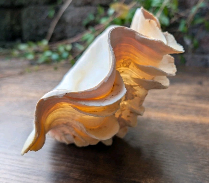 Large TRIDACNA SQUAMOSA Fluted Giant Clam Shell HALF 9x 6" Pink Tones. Beautiful