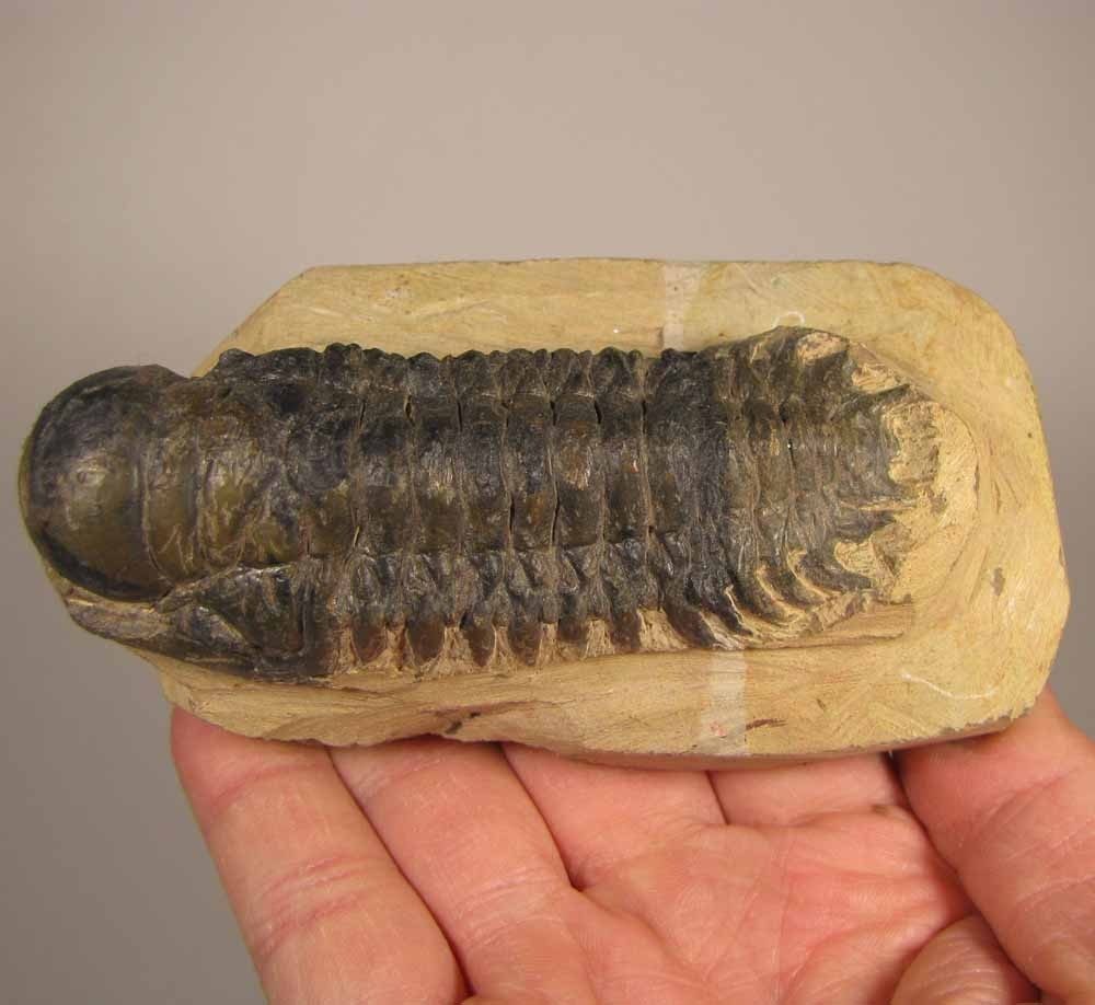 3.4" Crotalocephalus Gibbus TRILOBITE Fossil on Matrix - Devonian Age - Morocco