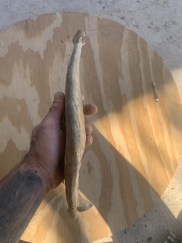 Fossilized Bison Jaw Bone