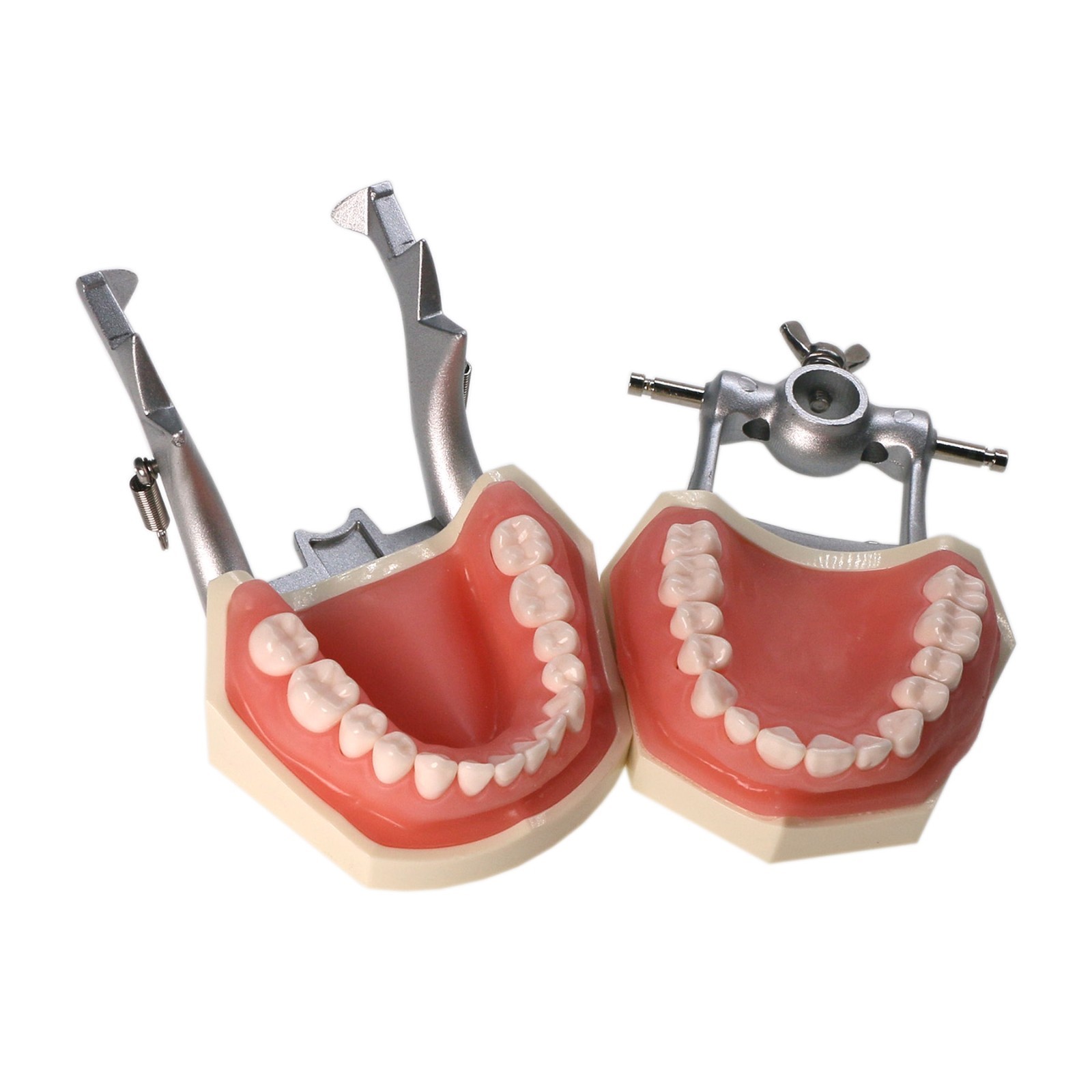 Kilgore Nissin 200/500 Dental Typodont Model With Removable Teeth Mounting Pole