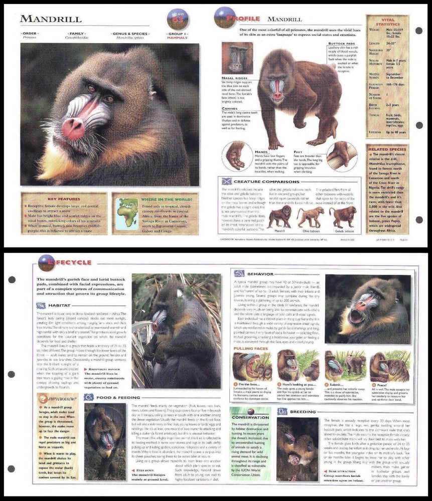 Fold-Out Sheet - Mandrill - 63
