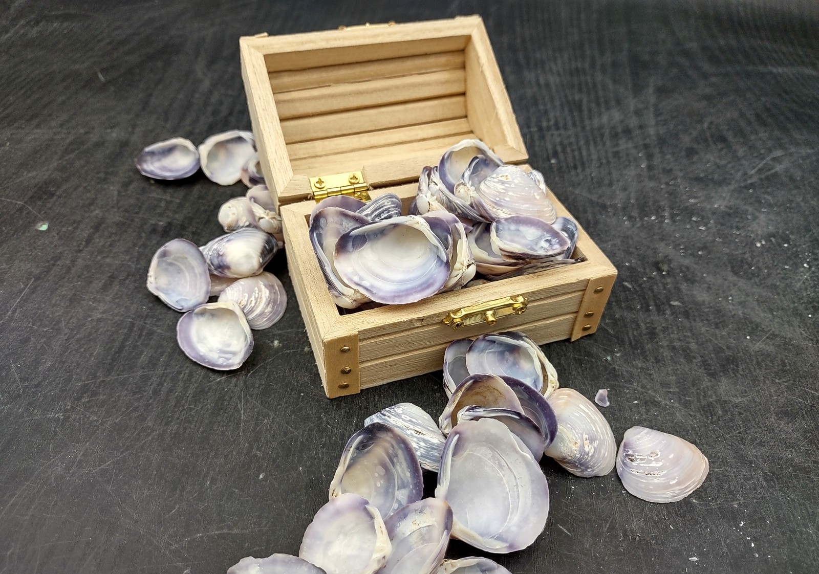 Purple Cay Cay Clam Seashells (approx. half cup +/-70 shells 0.5+ inches)