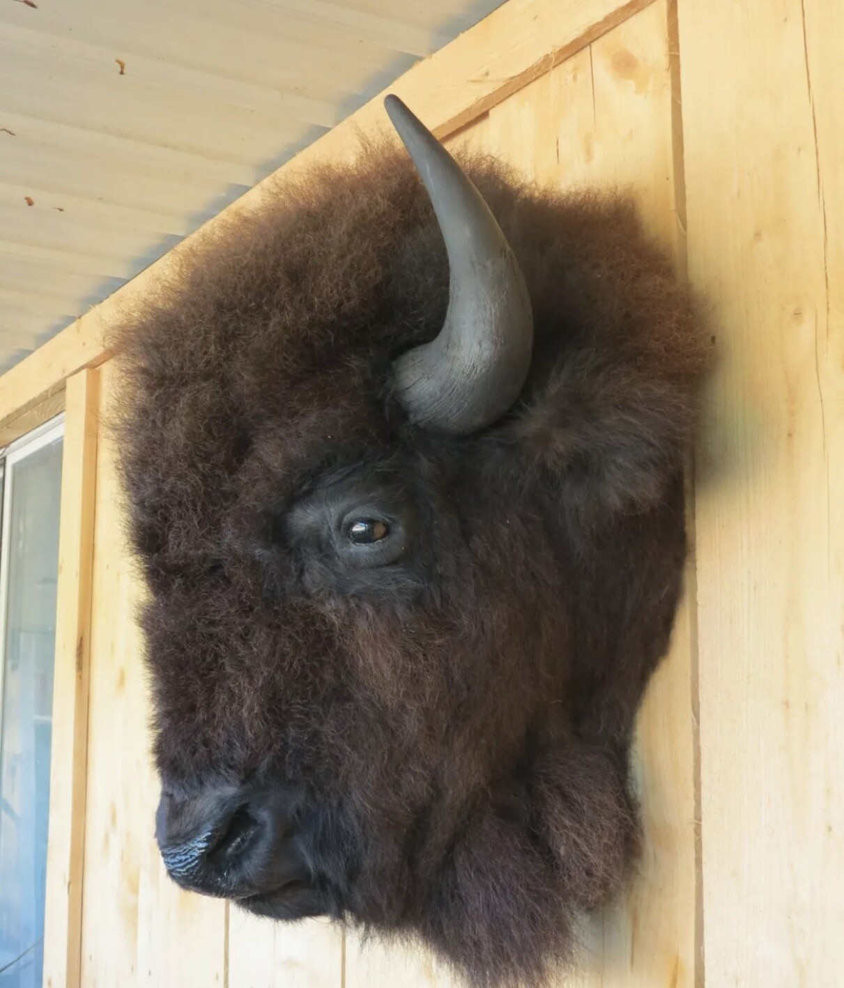 Real Buffalo / Bison Head Taxidermy Mount New Neck Mount