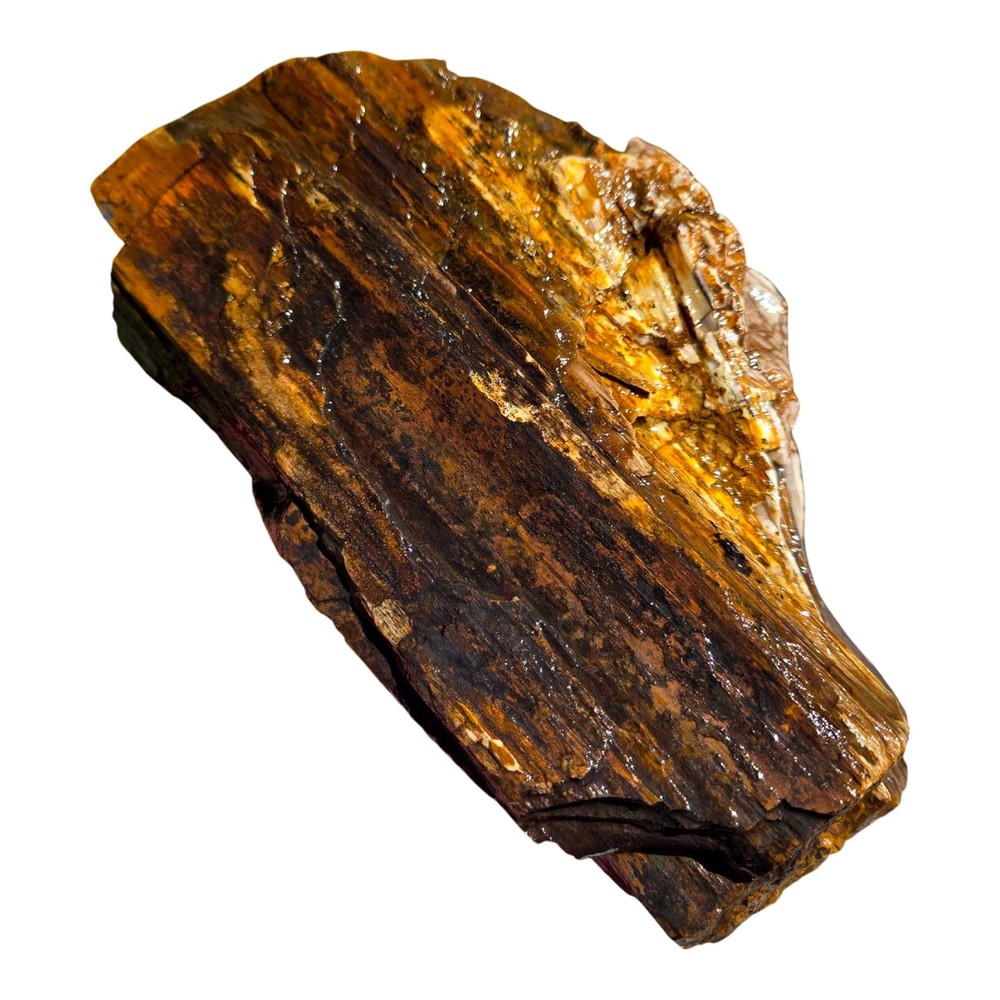 Pacific Northwest Petrified Wood Random Pull Saddle Mountain
