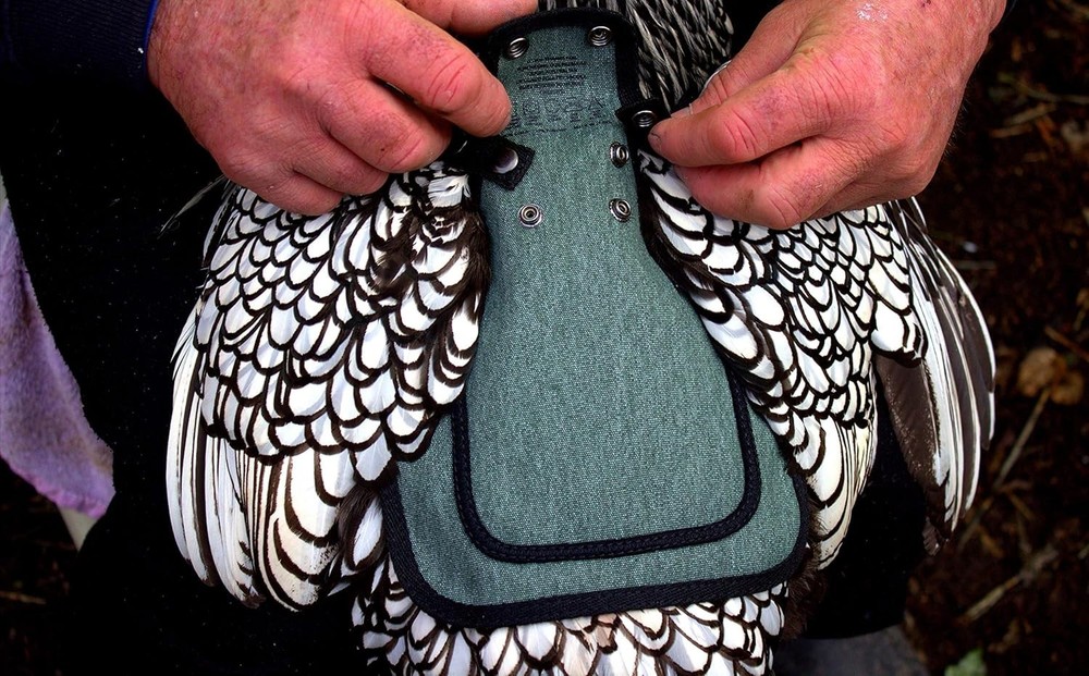 Protective Chicken Saddle with Adjustable Straps for Medium-Large Hens, Green